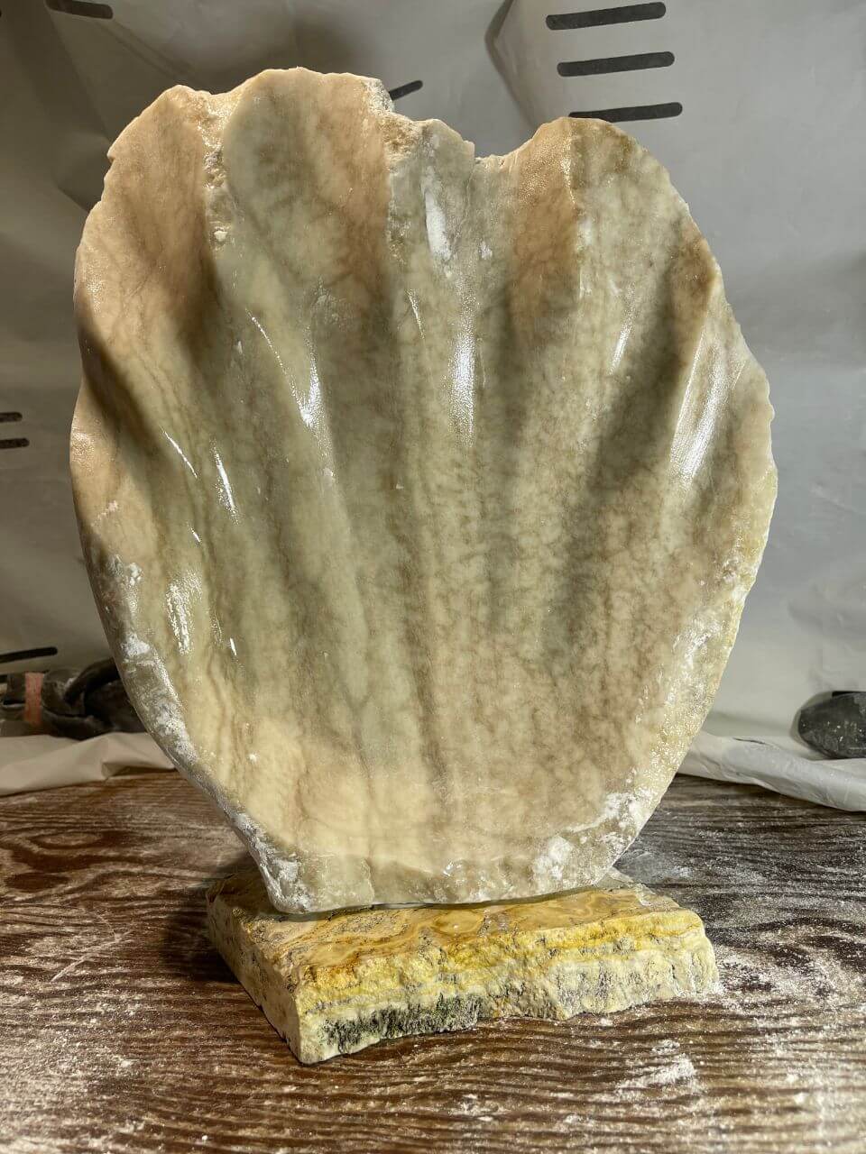 Alabaster clam shell, perfect for a coastal beach house